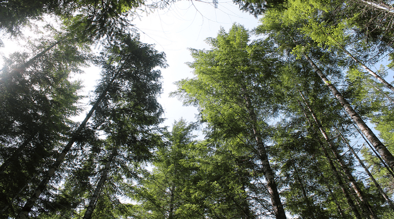 Forest canopy, H.J. Andrews Experimental Forest, Cascade Range, Oregon. CREDIT: Theresa Hogue, OSU
