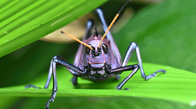 Red-winged grasshopper CREDIT: Sam England