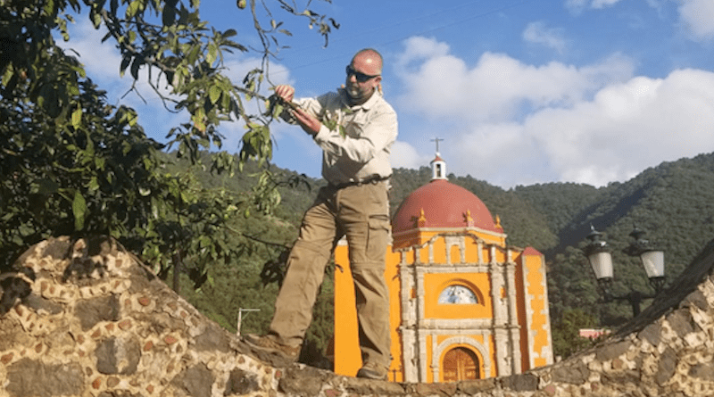 UC Riverside entomologist Mark Hoddle on the hunt for Mexican avocado weevils. CREDIT: Mark Hoddle/UCR