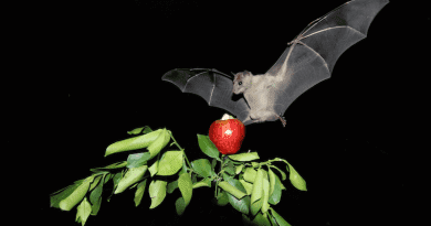 Fruit Bat at Night time. Photo credit: Prof. Yossi Yovel