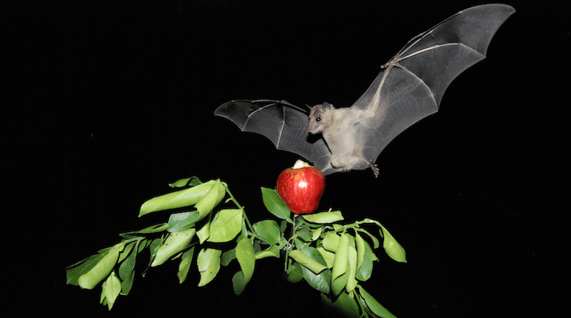 Fruit Bat at Night time. Photo credit: Prof. Yossi Yovel