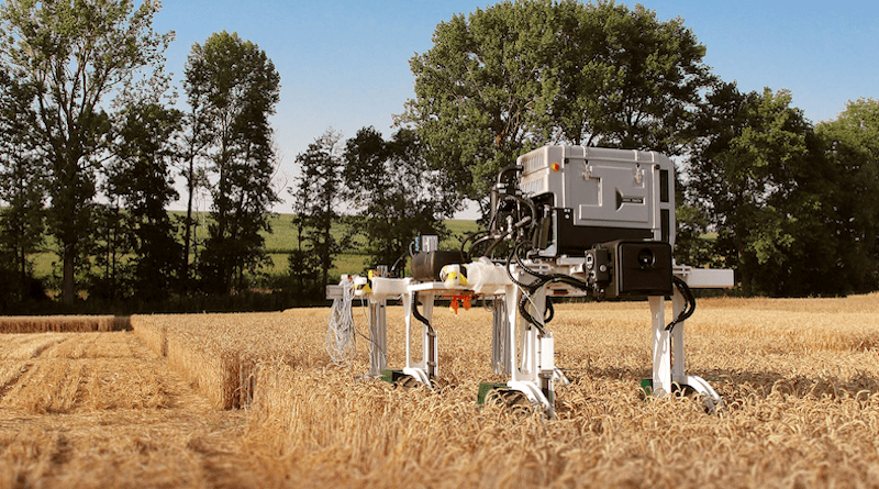 The field robot DeBiFix examines whole wheat fields to show howthe kernels are developing inside the ears. This can be used as a basis to determine which varieties are particularly suitable for breeding. © Fraunhofer IIS