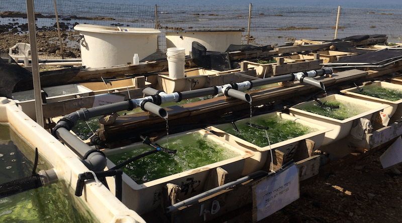 Layout of the land-based, outdoor, aquaculture system as was stationed at the IOLR institute, Haifa, Israel.Photo credit: Doron Ashkenazi.