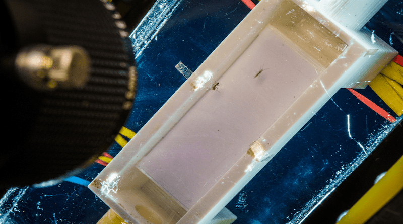 Experimental equipment to study ants walking similar to the one used in the study CREDIT: David Baillot/University of California San Diego