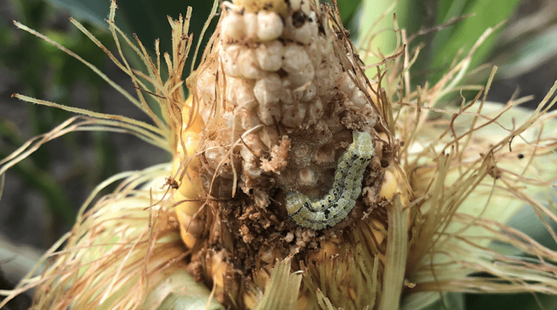 Soil temperature can be used to predict the spread of the corn earworm. CREDIT: Anders Huseth, NC State University