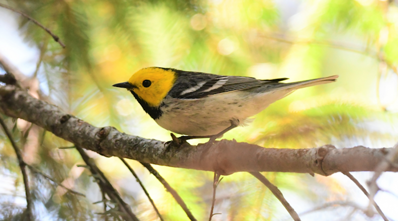 Hermit warbler CREDIT: Hankyu Kim