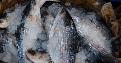 Hilsa Fish Fish Ice Seafood Food Catch Raw Fresh