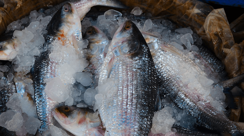 Hilsa Fish Fish Ice Seafood Food Catch Raw Fresh