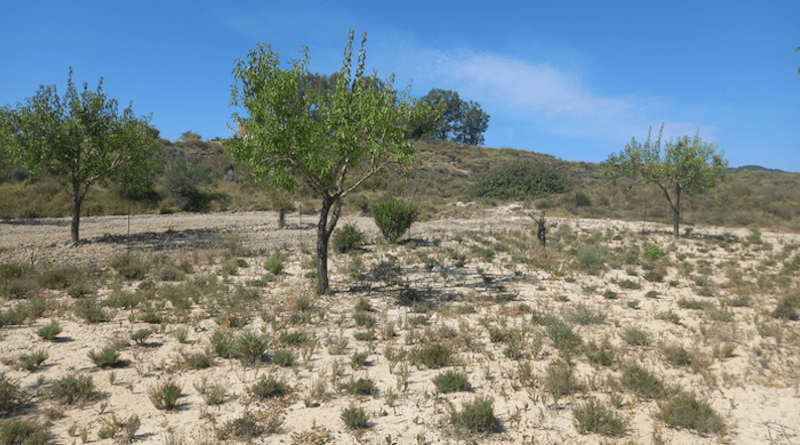 The case study where Diverfarming project experiments crop diversification in almond tree CREDIT: Diverfarming