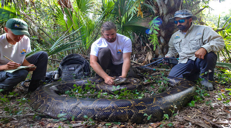 Ecologists with the Conservancy of Southwest Florida capture a 215-pound Burmese python in Everglades National Park. CREDIT: Ian Bartoszek/Conservancy of Southwest Florida