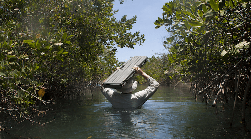 UCSD coastal ecologist Matthew Costa entering mangrove forest in Mexico. CREDIT: Ramiro Arcos Aguilar/UCSD