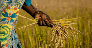 Rice Field Farmer Harvest Grains Crop Plant Hand Africa