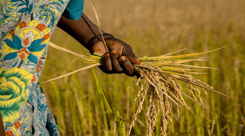 Rice Field Farmer Harvest Grains Crop Plant Hand Africa