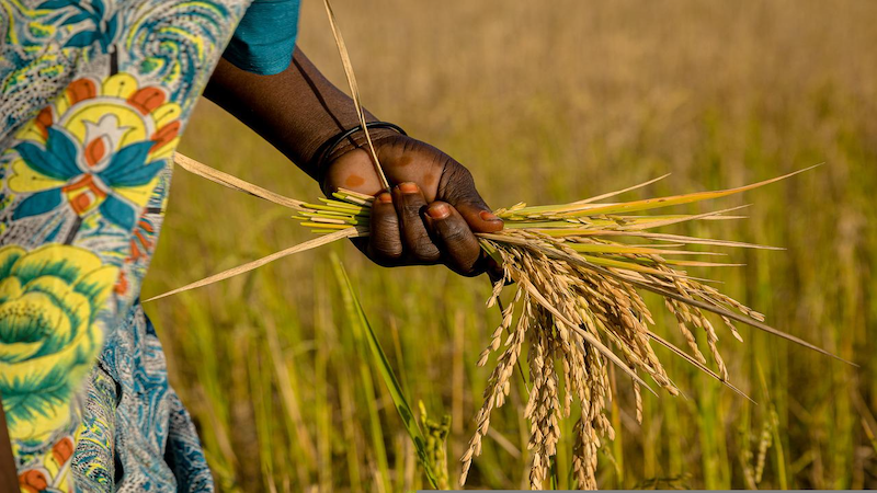 Rice Field Farmer Harvest Grains Crop Plant Hand Africa