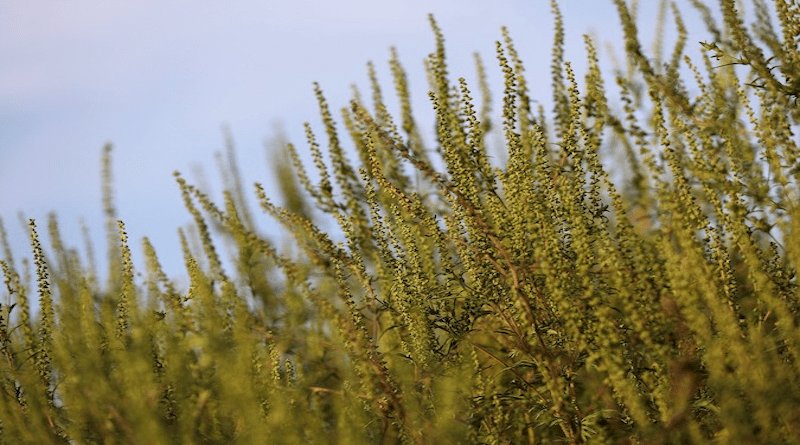 Common Ragweed Annual Ragweed Low Ragweed Plants