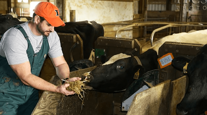 University of Illinois researchers, including Phil Cardoso (pictured), found rumen-protected lysine improves uterine health in dairy cows during the transition period. CREDIT: University of Illinois