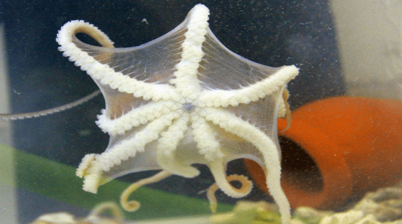 Callistoctopus xiaohongxu