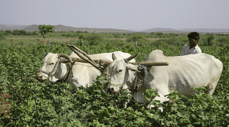 Farmer Bullock Cart India Mohan Nannapaneni