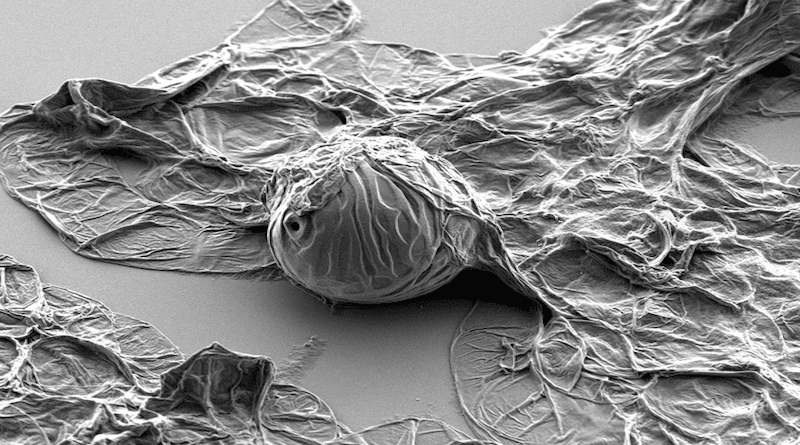 Plant pipe cell reinforced with lignin is highly resistant to negative pressure in contrast to the other flattened cells around. Photo using Scanning Electron Microscopy (SEM): Cheng Choo Lee CREDIT Photo using Scanning Electron Microscopy (SEM): Cheng Choo Lee