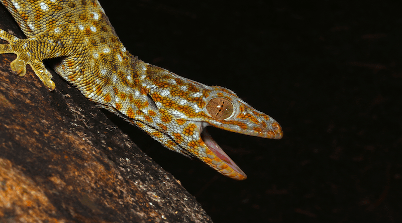 Tokay gecko (Gekko gecko reevesii) on a tree in its habitat. (Credits to Yik-Hei SUNG)