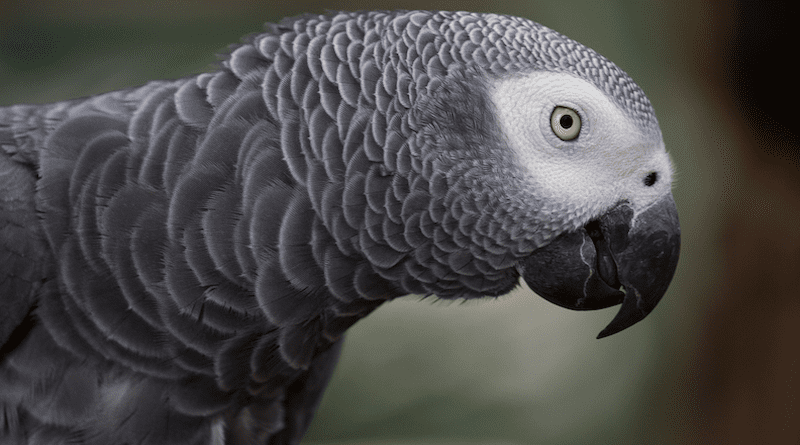Grey Parrot African Grey Parrot Parrot Bird