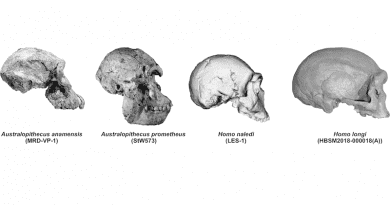 Photographic representation of the four new hominid crania analyzed in the paper
