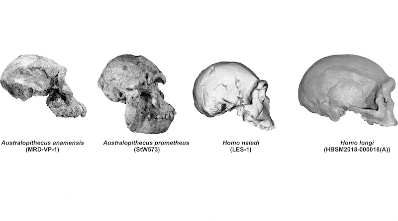 Photographic representation of the four new hominid crania analyzed in the paper