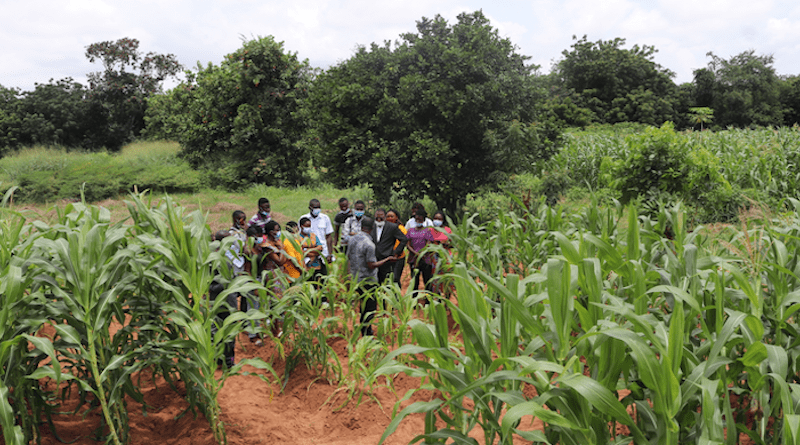 Critical to our knowledge, the study detailed new insights on how, why, and to what degree maize and rice yield responses are expected to vary in sub-Saharan Africa. CREDIT: K. Amouzou/APNI