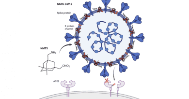 A drug developed by Scripps Research scientists prevents SARS-CoV-2 (blue) from binding to ACE2 receptors (pink) to infect human cells. The drug latches on to the virus and then adds a “nitro group” similar to nitroglycerin to ACE2 whenever the drug-coated virus approaches the receptor. CREDIT: Scripps Research