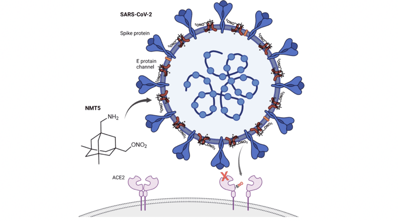 A drug developed by Scripps Research scientists prevents SARS-CoV-2 (blue) from binding to ACE2 receptors (pink) to infect human cells. The drug latches on to the virus and then adds a “nitro group” similar to nitroglycerin to ACE2 whenever the drug-coated virus approaches the receptor. CREDIT: Scripps Research