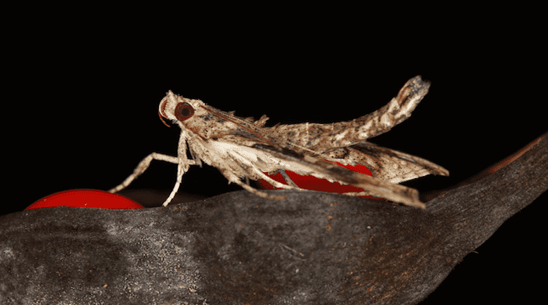 The Erythrina stem borer, Terastia meticulosalis, has made its way to California, resulting in at least two major outbreaks in the last decade. CREDIT: Andrei Sourakov