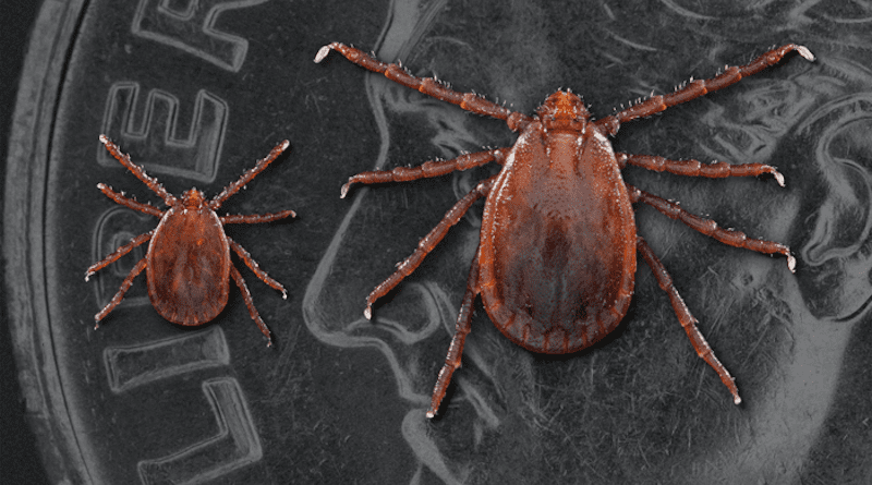 Longhorned ticks CREDIT: University of Missouri