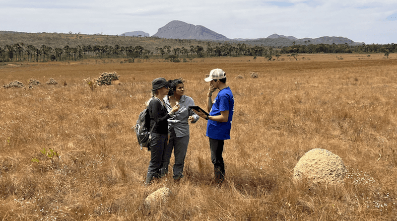 Amy Zanne with graduate student Mariana Nardi and postdoctoral fellow Paulo Negri from Universidade Estadual de Campinas near termite mounds in tropical cerrado savanna in Chapada dos Veadieros National Park, São Jorge, Alto Paraíso de Goiás, Goiás, Brazil. CREDIT: Photo by Rafael Oliveira