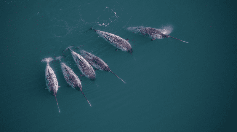 A pod of adult male narwhals, Greenland, September 2019 (Photo: Carsten Egevang; This image may exclusively be used in relation to this press release. The image can not be included in media archives for use apart from the above and not be handed over to third parties, without prior acceptance by the photographer). CREDIT: Carsten Egevang