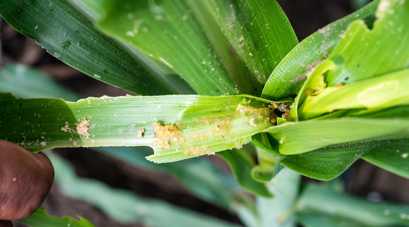 Crop damage to maize caused by the fall armyworm. About 40 per cent of crops globally are lost to pests yearly. Copyright: Alfonso Cortés/International Maize and Wheat Improvement Center (CC BY-NC 2.0). This image has been cropped.