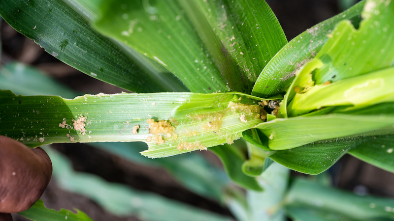 Crop damage to maize caused by the fall armyworm. About 40 per cent of crops globally are lost to pests yearly. Copyright: Alfonso Cortés/International Maize and Wheat Improvement Center (CC BY-NC 2.0). This image has been cropped.