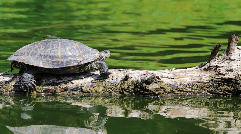 River Testudines Reptilia Nature Body Of Water Turtle