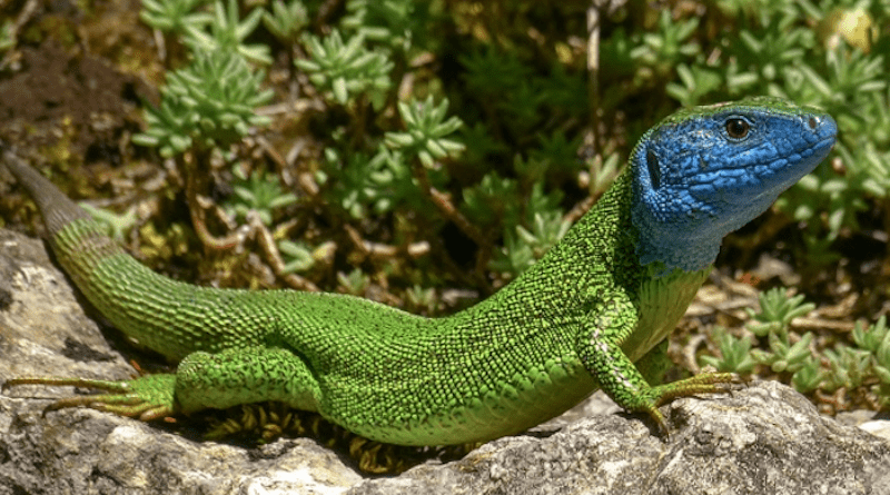 Green lizards of the genera Lacerta and Timon are reptiles common in the Mediterranean basin and surrounding areas of the European continent, North Africa and Asia. CREDIT: Birgit & Peter Oefinger