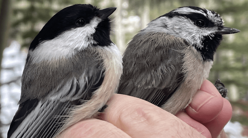 Black-capped (right) and mountain chickadee (left) caught at CU Boulder's Mountain Research Station. CREDIT: Georgy Semenov