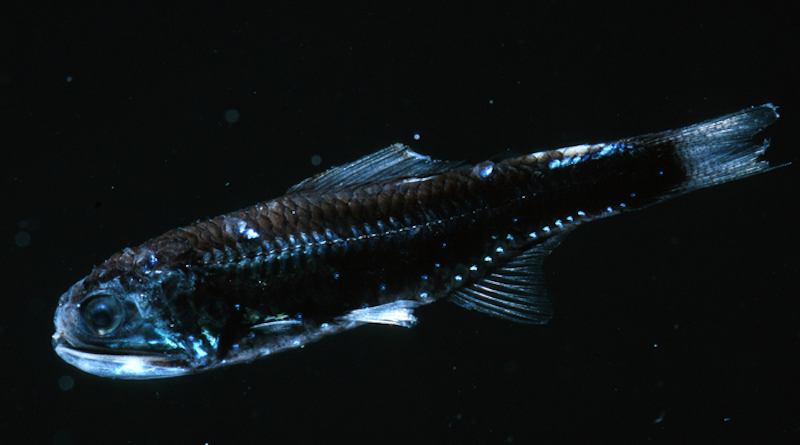 A lanternfish in the family Myctophidae, mesopelagic fishes that undergo daily vertical migrations. CREDIT: Steven Haddock/Monterey Bay Aquarium Research Institute