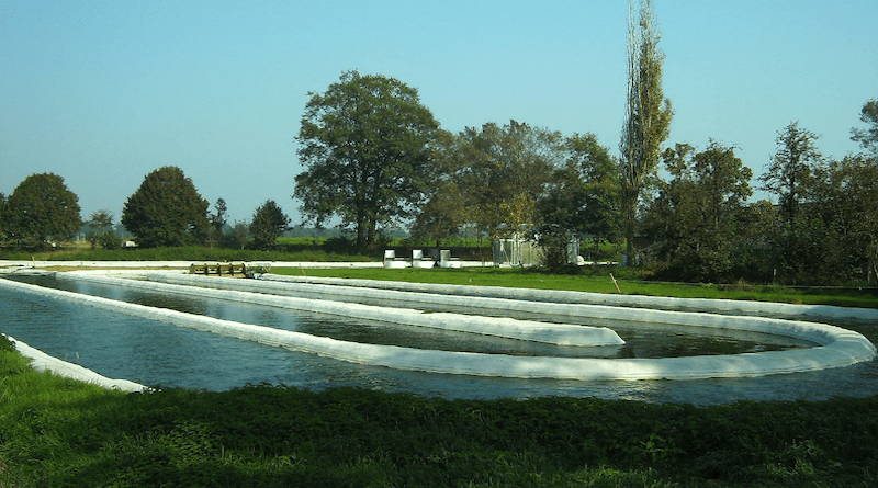 Raceway pond used to cultivate microalgae. The water is kept in constantly motion with a powered paddle wheel. Photo Credit: JanB46, Wikipedia Commons