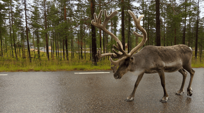 Male reindeer walking on a national road in Jämtland, Sweden. Photo: Marianne Stoessel/Stockholm University. CREDIT Photo: Marianne Stoessel/Stockholm University