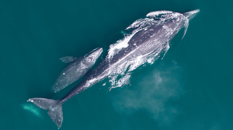 A gray whale mother-calf pair migrating along the central California coast from the wintering grounds in Mexico to the summer feeding grounds in the Arctic. CREDIT: NOAA Fisheries