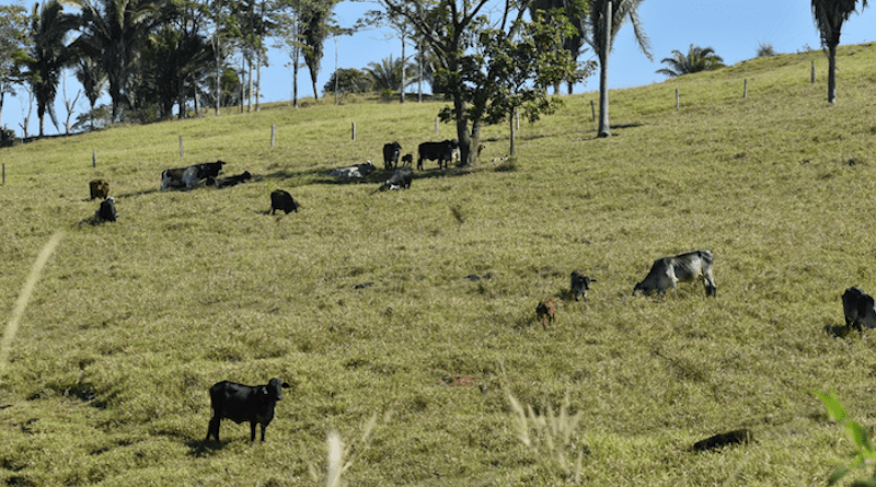An extended dry season puts more stress on cattle in the Brazilian Amazon. CREDIT: Marin Skidmore, College of ACES, University of Illinois