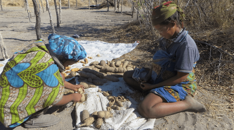 Women working hard to earn cash income by harvesting tubers for pharmaceutical companies, Nyae Nyae, 2016 CREDIT: Polly Wiessner