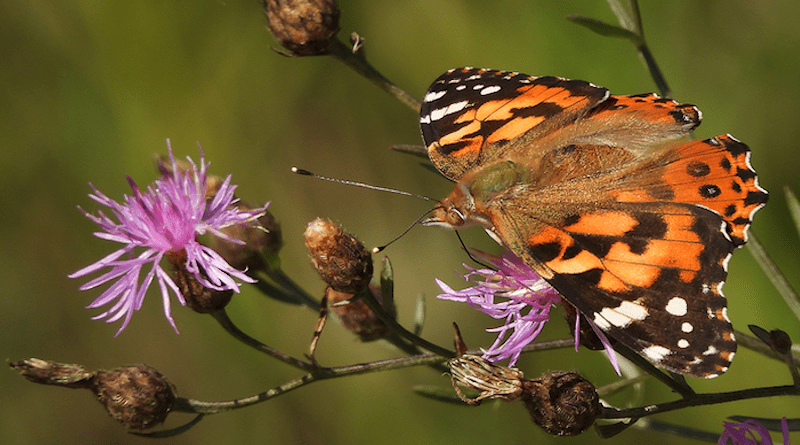 Painted lady butterfly in the wild. CREDIT: Judith Pelley/iNaturalist