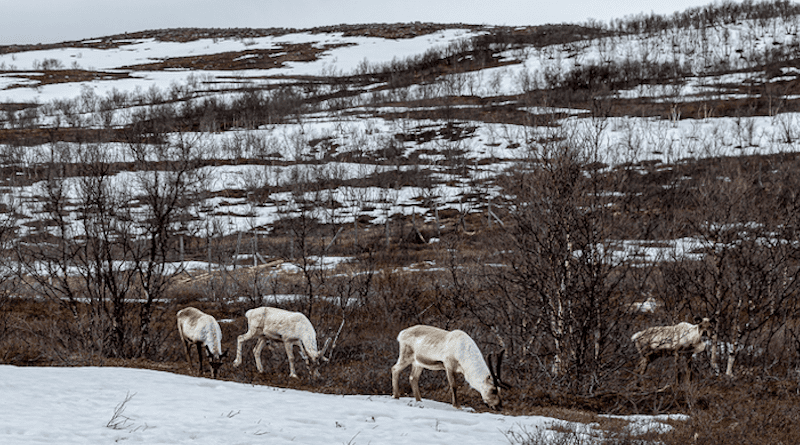 With rainy days in the Arctic predicted to double by 2100, ice could coat critical reindeer food sources more often, say the authors of a new study in Earth’s Future. CREDIT: https://www.flickr.com/photos/ninara/51261943034/ Ninara/flickr