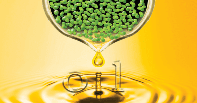 Brookhaven biochemists engineered duckweed, an aquatic plant, to produce large quantities of oil. If scaled up the approach could produce sustainable bio-based fuel without competing for high-value croplands while also potentially cleaning up agricultural wastewater. CREDIT: Brookhaven National Laboratory
