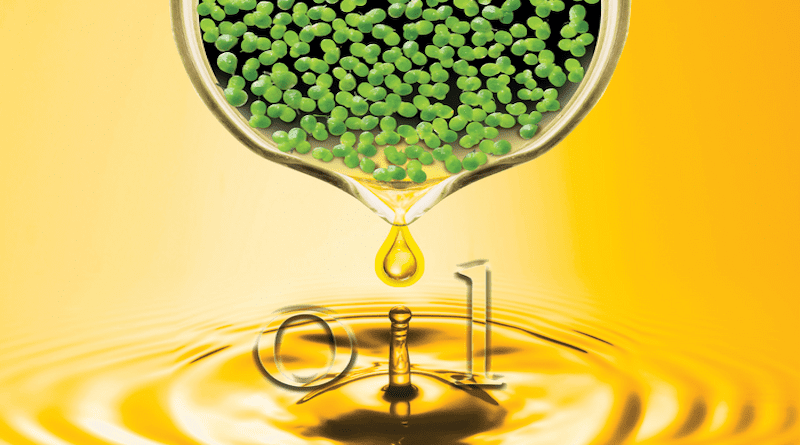 Brookhaven biochemists engineered duckweed, an aquatic plant, to produce large quantities of oil. If scaled up the approach could produce sustainable bio-based fuel without competing for high-value croplands while also potentially cleaning up agricultural wastewater. CREDIT: Brookhaven National Laboratory