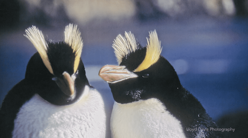 Erect-crested penguins are distinguished by the striking upright crests of yellow feathers above their eyes. CREDIT Lloyd Davis Photography (www.lloyddavis.com), CC-BY 4.0 (https://creativecommons.org/licenses/by/4.0/)